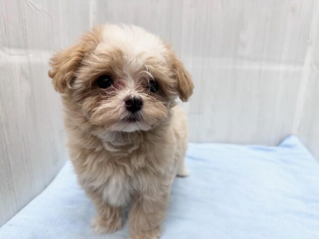 徳島県のハーフ犬・ミックス犬 (アミーゴ北島店/2026年5月13日生まれ/女の子/アプリコット)の子犬の3枚目の画像