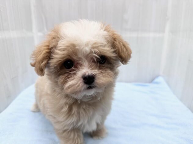 徳島県のハーフ犬・ミックス犬 (アミーゴ北島店/2026年5月13日生まれ/女の子/アプリコット)の子犬の2枚目の画像