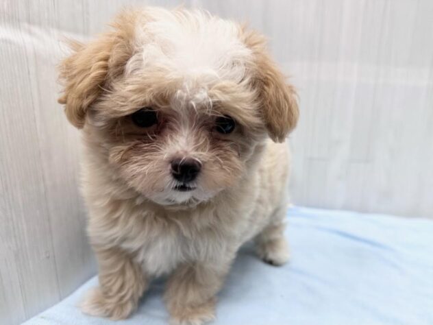 徳島県のハーフ犬・ミックス犬 (アミーゴ北島店/2026年5月13日生まれ/女の子/アプリコット)の子犬の4枚目の画像