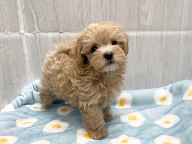 徳島県のハーフ犬・ミックス犬 (アミーゴ北島店/2026年6月4日生まれ/男の子/アプリコット)の子犬の1枚目の画像