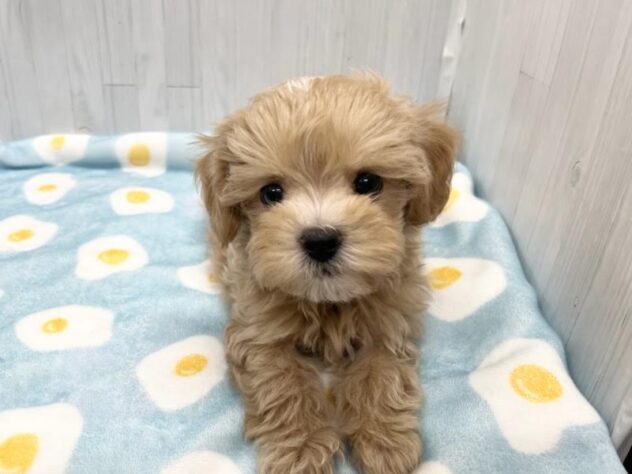 徳島県のハーフ犬・ミックス犬 (アミーゴ北島店/2026年6月4日生まれ/男の子/アプリコット)の子犬の2枚目の画像