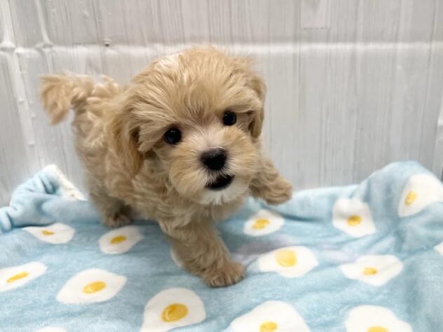 徳島県のハーフ犬・ミックス犬 (アミーゴ北島店/2026年6月4日生まれ/男の子/アプリコット)の子犬の3枚目の画像