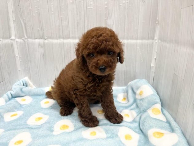 徳島県のトイプードル(トイ) (アミーゴ北島店/2026年6月1日生まれ/男の子/レッドフォーン)の子犬の3枚目の画像