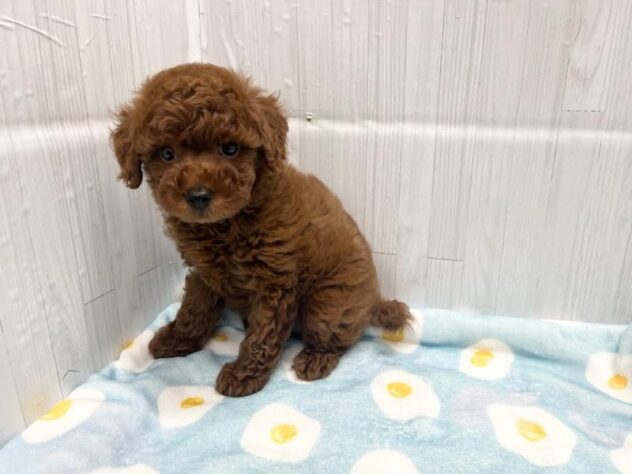 徳島県のトイプードル(トイ) (アミーゴ北島店/2026年6月1日生まれ/男の子/レッドフォーン)の子犬の2枚目の画像