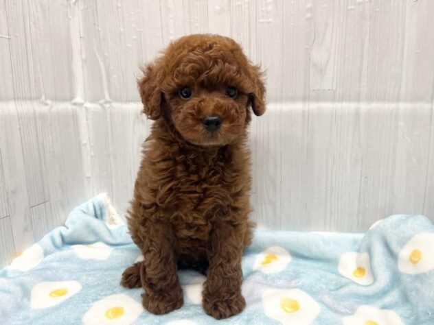 徳島県のトイプードル(トイ) (アミーゴ北島店/2026年6月1日生まれ/男の子/レッドフォーン)の子犬の1枚目の画像