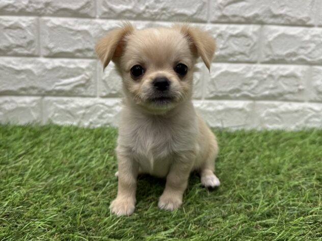 新潟県のチワワ(ロング) (アミーゴ新潟小新店/2026年4月27日生まれ/男の子/クリーム)の子犬の3枚目の画像