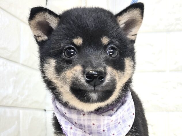 香川県の豆柴 (ワンキャラット アミーゴ丸亀店/2026年5月20日生まれ/女の子/黒)の子犬の1枚目の画像