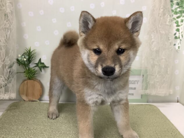 愛媛県の豆柴 (アミーゴ松山久米店/2026年5月3日生まれ/男の子/赤)の子犬
