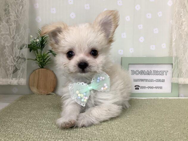 愛媛県のハーフ犬・ミックス犬 (アミーゴ松山久米店/2026年4月30日生まれ/男の子/クリーム)の子犬