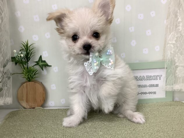 愛媛県のハーフ犬・ミックス犬 (アミーゴ松山久米店/2026年4月30日生まれ/男の子/クリーム)の子犬の3枚目の画像
