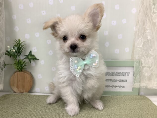 愛媛県のハーフ犬・ミックス犬 (アミーゴ松山久米店/2026年4月30日生まれ/男の子/クリーム)の子犬の2枚目の画像