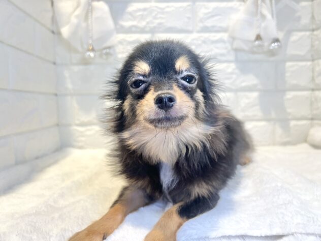 香川県のハーフ犬・ミックス犬 (ワンキャラット アミーゴ丸亀店/2026年12月23日生まれ/女の子/ブラックタン)の子犬の2枚目の画像