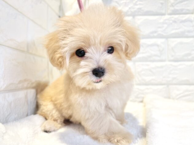 香川県のハーフ犬・ミックス犬 (ワンキャラット アミーゴ丸亀店/2026年4月30日生まれ/女の子/クリーム)の子犬の3枚目の画像