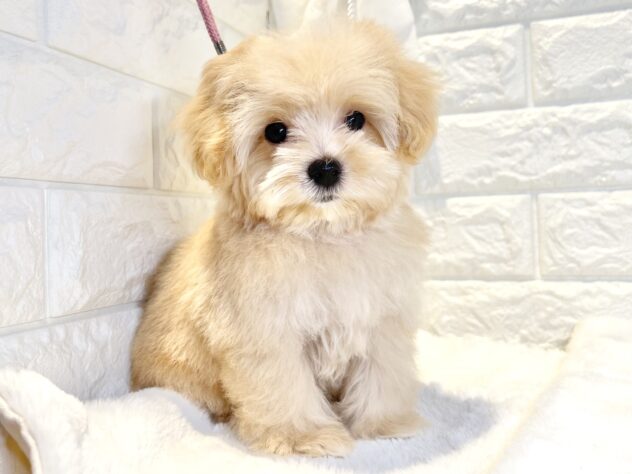 香川県のハーフ犬・ミックス犬 (ワンキャラット アミーゴ丸亀店/2026年4月30日生まれ/女の子/クリーム)の子犬の2枚目の画像