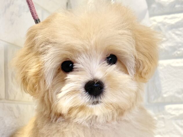 香川県のハーフ犬・ミックス犬 (ワンキャラット アミーゴ丸亀店/2026年4月30日生まれ/女の子/クリーム)の子犬の1枚目の画像