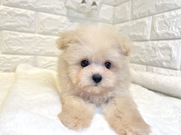 香川県のハーフ犬・ミックス犬 (ワンキャラット アミーゴ丸亀店/2026年5月23日生まれ/男の子/クリーム)の子犬の3枚目の画像