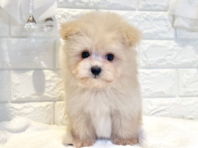 香川県のハーフ犬・ミックス犬 (ワンキャラット アミーゴ丸亀店/2026年5月23日生まれ/男の子/クリーム)の子犬の2枚目の画像