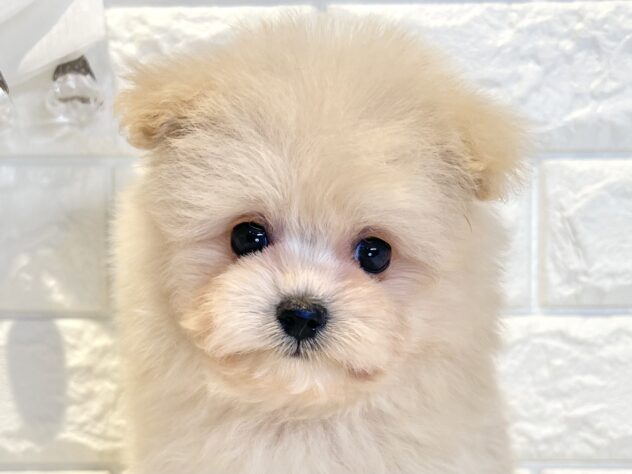 香川県のハーフ犬・ミックス犬 (ワンキャラット アミーゴ丸亀店/2026年5月23日生まれ/男の子/クリーム)の子犬の1枚目の画像