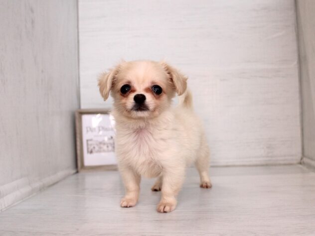 兵庫県のハーフ犬・ミックス犬 (ペット・プラザ アミーゴつかしん店/2026年2月12日生まれ/女の子/クリーム)の子犬の2枚目の画像