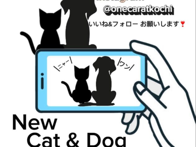 高知県のチワワ(ロング) (ワンキャラット アミーゴ高知店/2026年4月17日生まれ/男の子/ブラッククリーム)の子犬