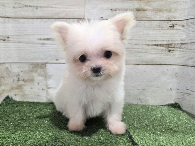 徳島県のハーフ犬・ミックス犬 (アミーゴ徳島沖浜店/2026年4月30日生まれ/男の子/クリーム)の子犬の3枚目の画像