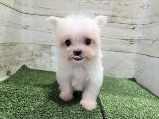 徳島県のハーフ犬・ミックス犬 (アミーゴ徳島沖浜店/2026年4月30日生まれ/男の子/クリーム)の子犬の4枚目の画像