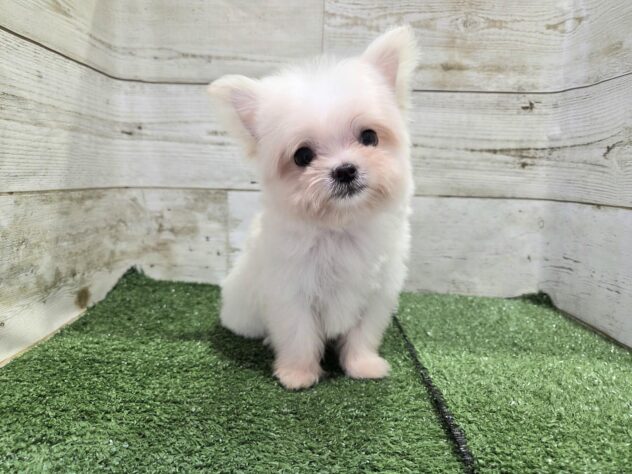 徳島県のハーフ犬・ミックス犬 (アミーゴ徳島沖浜店/2026年4月30日生まれ/男の子/クリーム)の子犬の2枚目の画像