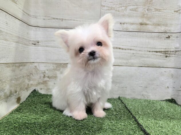 徳島県のハーフ犬・ミックス犬 (アミーゴ徳島沖浜店/2026年4月30日生まれ/男の子/クリーム)の子犬の1枚目の画像