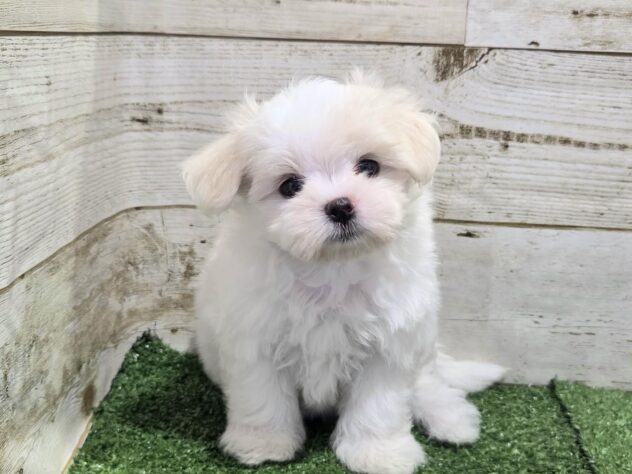徳島県のマルチーズ (アミーゴ徳島沖浜店/2026年5月18日生まれ/女の子/ホワイト)の子犬の3枚目の画像