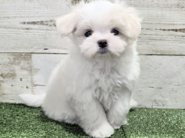 徳島県のマルチーズ (アミーゴ徳島沖浜店/2026年5月18日生まれ/女の子/ホワイト)の子犬の1枚目の画像