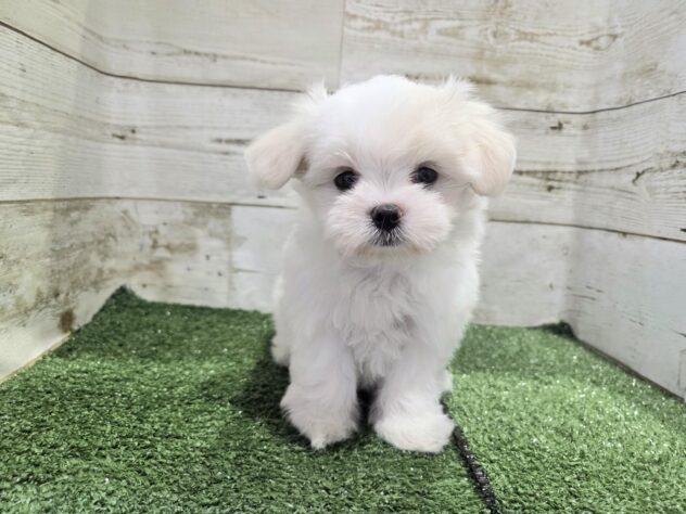 徳島県のマルチーズ (アミーゴ徳島沖浜店/2026年5月18日生まれ/女の子/ホワイト)の子犬の4枚目の画像