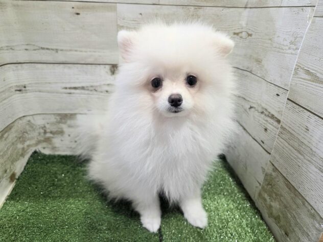 徳島県のポメラニアン (アミーゴ徳島沖浜店/2026年4月5日生まれ/女の子/ホワイト)の子犬の1枚目の画像