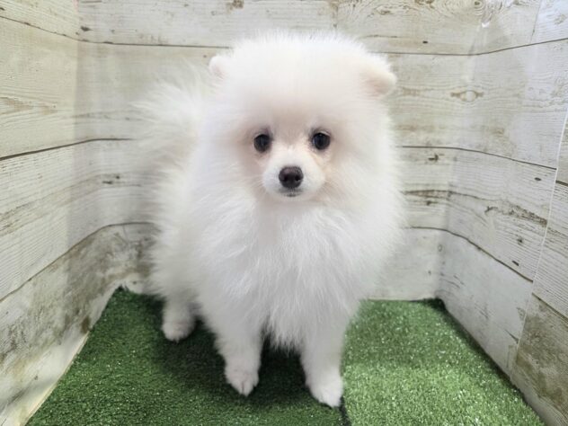 徳島県のポメラニアン (アミーゴ徳島沖浜店/2026年4月5日生まれ/女の子/ホワイト)の子犬の2枚目の画像