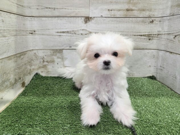 徳島県のハーフ犬・ミックス犬 (アミーゴ徳島沖浜店/2026年4月30日生まれ/男の子/クリーム)の子犬の3枚目の画像