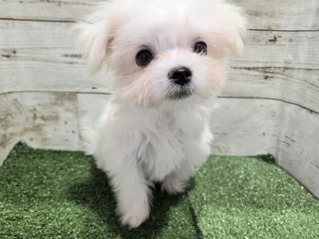 徳島県のハーフ犬・ミックス犬 (アミーゴ徳島沖浜店/2026年4月30日生まれ/男の子/クリーム)の子犬の2枚目の画像