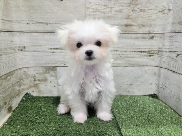 徳島県のハーフ犬・ミックス犬 (アミーゴ徳島沖浜店/2026年4月30日生まれ/男の子/クリーム)の子犬の1枚目の画像