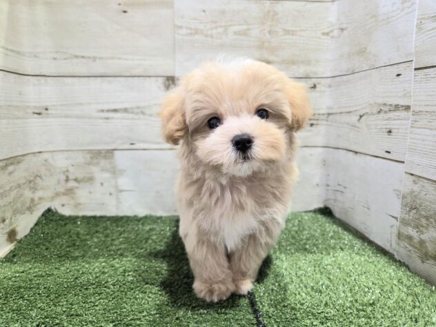 徳島県のハーフ犬・ミックス犬 (アミーゴ徳島沖浜店/2026年6月4日生まれ/男の子/アプリコット)の子犬の1枚目の画像