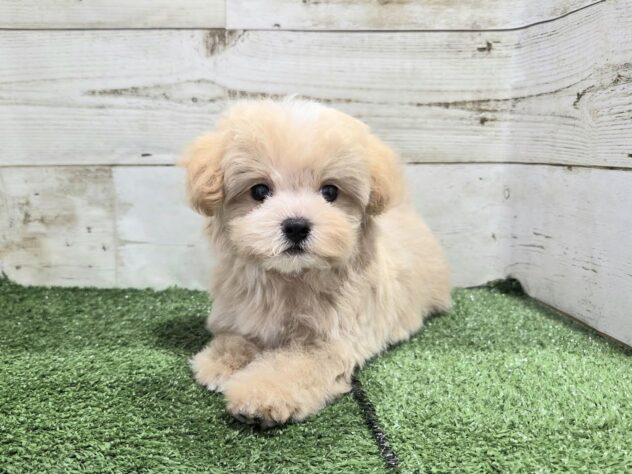 徳島県のハーフ犬・ミックス犬 (アミーゴ徳島沖浜店/2026年6月4日生まれ/男の子/アプリコット)の子犬の3枚目の画像