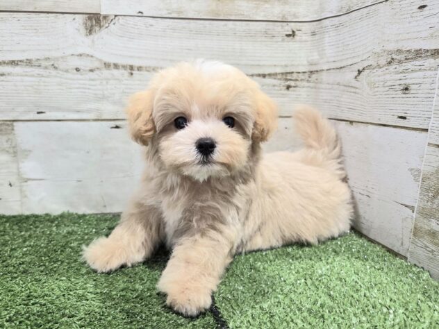 徳島県のハーフ犬・ミックス犬 (アミーゴ徳島沖浜店/2026年6月4日生まれ/男の子/アプリコット)の子犬の2枚目の画像