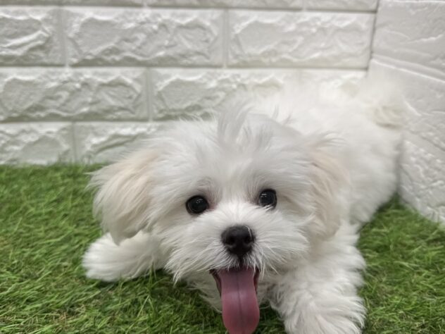 新潟県のハーフ犬・ミックス犬 (アミーゴ新潟小新店/2026年3月18日生まれ/男の子/ホワイト)の子犬の2枚目の画像