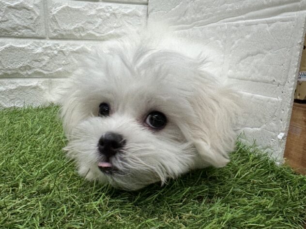 新潟県のハーフ犬・ミックス犬 (アミーゴ新潟小新店/2026年3月18日生まれ/男の子/ホワイト)の子犬の3枚目の画像