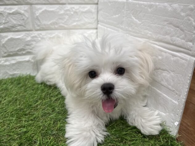 新潟県のハーフ犬・ミックス犬 (アミーゴ新潟小新店/2026年3月18日生まれ/男の子/ホワイト)の子犬の4枚目の画像