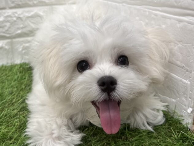 新潟県のハーフ犬・ミックス犬 (アミーゴ新潟小新店/2026年3月18日生まれ/男の子/ホワイト)の子犬の1枚目の画像