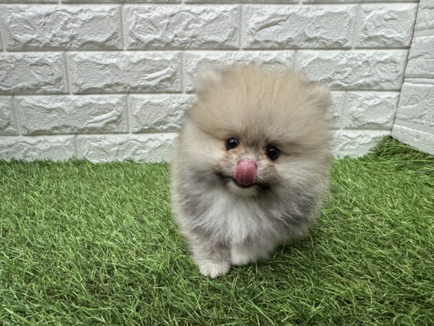 新潟県のポメラニアン (アミーゴ新潟小新店/2026年5月20日生まれ/男の子/オレンジ)の子犬の3枚目の画像