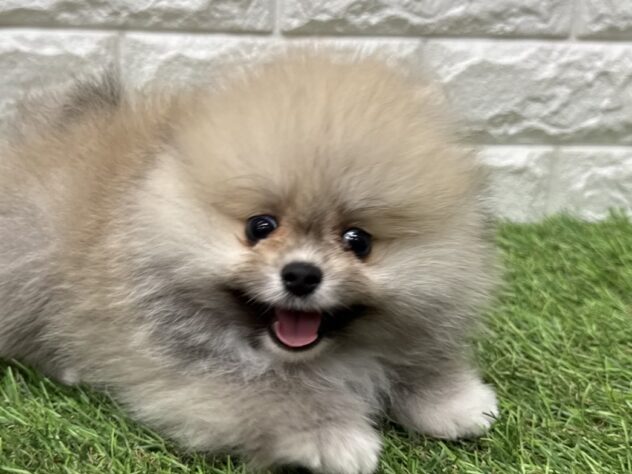 新潟県のポメラニアン (アミーゴ新潟小新店/2026年5月20日生まれ/男の子/オレンジ)の子犬の1枚目の画像