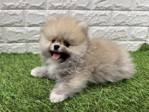 新潟県のポメラニアン (アミーゴ新潟小新店/2026年5月20日生まれ/男の子/オレンジ)の子犬の2枚目の画像