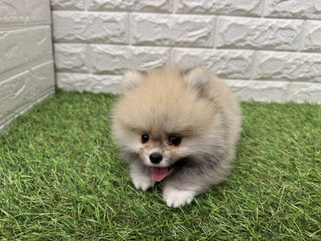新潟県のポメラニアン (アミーゴ新潟小新店/2026年5月20日生まれ/男の子/オレンジ)の子犬の4枚目の画像