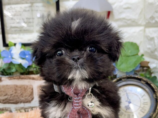 2026年5月4日生まれのハーフ犬・ミックス犬
