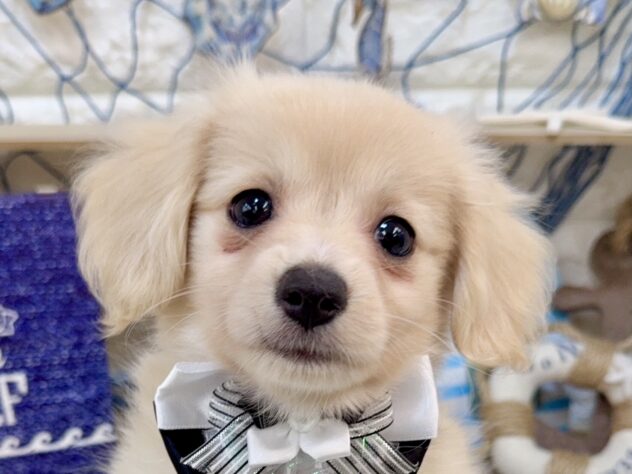 兵庫県のハーフ犬・ミックス犬 (ワンキャラット アミーゴ姫路花田店/2026年5月18日生まれ/女の子/クリーム)の子犬の1枚目の画像