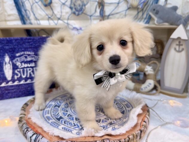 兵庫県のハーフ犬・ミックス犬 (ワンキャラット アミーゴ姫路花田店/2026年5月18日生まれ/女の子/クリーム)の子犬の2枚目の画像